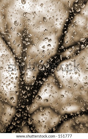 Silhouette  of a tree through rain-dropped window.