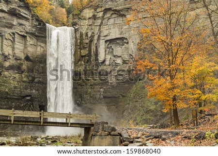 A viewing bridge and tall autumn maple tree set off the cliffs of Taughannock Falls in Taughannock Falls State Park, NY