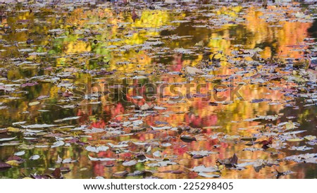 Autumn leaves float on the surface of water with colorful trees reflected behind in Prospect Park, Brooklyn.