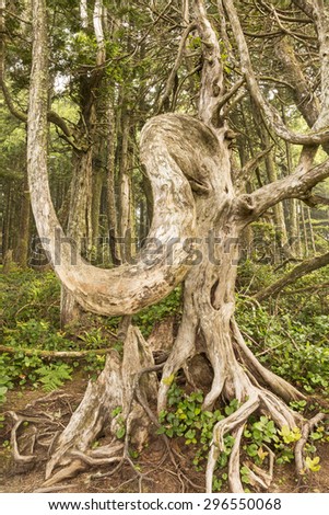 A gnarled, elephantine tree on the Lighthouse Loop of the Wild Pacific Trail in Ucluelet, Vancouver Island, British Columbia