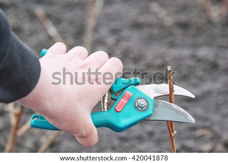 Cutting roses in the garden with garden shears