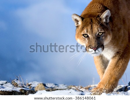 Mountain Lion is looking towards the camera.He has green eyes.His head, shoulders and foreleg can be seen clearly.Photo taken in USA.It is winter, daytime.Background is sky blue. He is in his habitat.