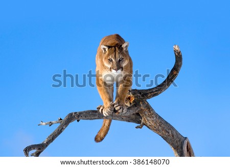 Mountain lion is standing on deadwood and looking camera angerly.His head, shoulders, forepaws, claws, tail and entire body can seen clearly.He has a strong body.The mountain lion habitat.It’s winter