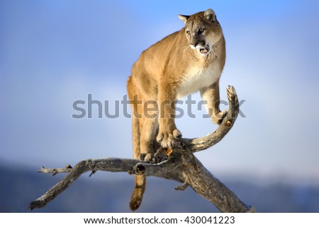 Mountain lion is standing on dead. The background is sky. It is blue and blur. The photo had been taken in North of USA. It is the daytime. wood and roaring.