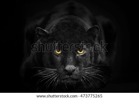 Black leopard looking camera with yellow eyes on black background. The black adult leopard is looking towards the camera. He called also black panther.