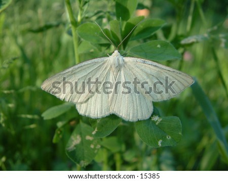 white butterfly on the trefoil