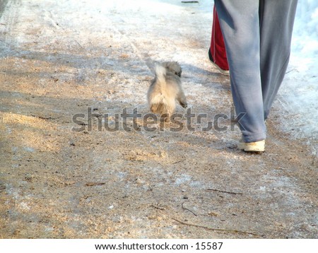 doggie walking tour on the snow