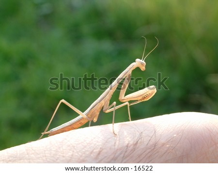 brown praying mantis on my finger praying and keeping an eye on me