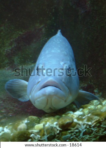 aquarium fat lipped sullen fish