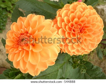 http://image.shutterstock.com/display_pic_with_logo/41/41,1126384109,1/stock-photo-pair-of-beautiful-orange-dahlia-flowers-no-544888.jpg