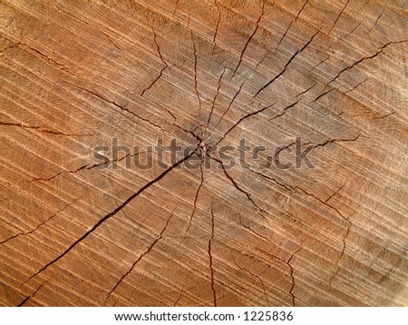 tree growth rings (sawn branch of plum)