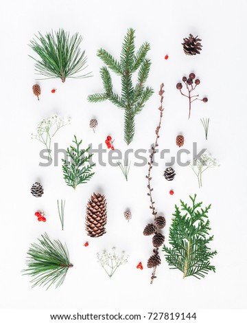 Christmas composition. Pattern made of different winter plants on white background. Christmas, winter, new year concept. Flat lay, top view