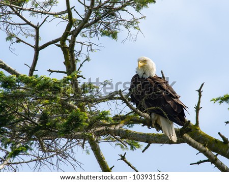 Bald Eagle poses for the camera in Delta, BC, Canada.