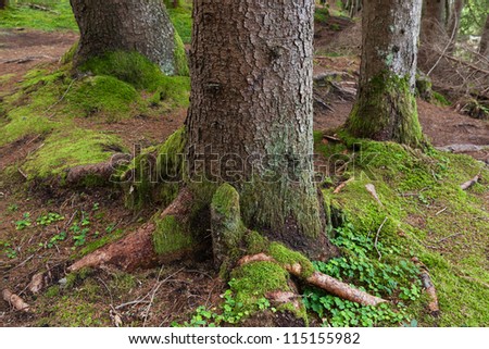 Close up of tree trunk with roots and green moss