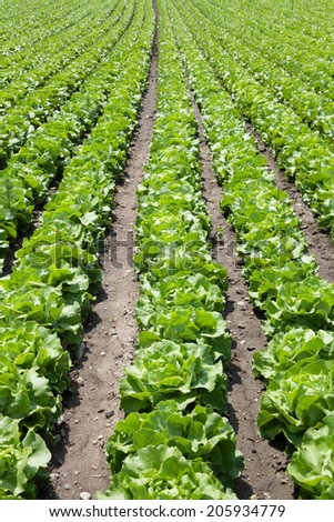 Field with fresh green butter-head lettuce