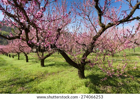 Peach trees with pink blossoms