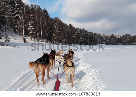 A team of Siberian sled dogs pulling a sled through the winter forest