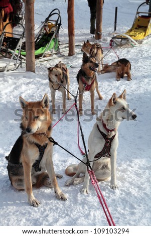 Harnessed in a cart sled dogs. Siberian Husky