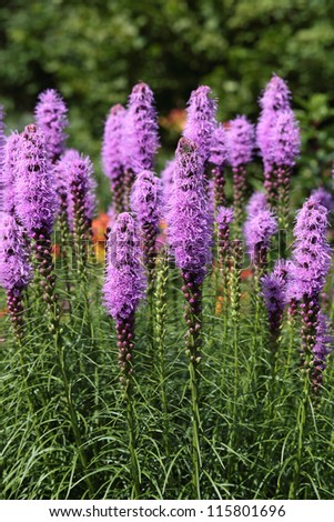 Liatris (Blazing-star, Gay-feather or Button snakeroot) is a genus of ornamental plants in the Asteraceae family