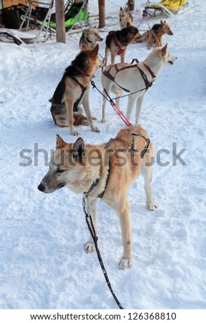 Harnessed in a cart sled dogs. Siberian Laika