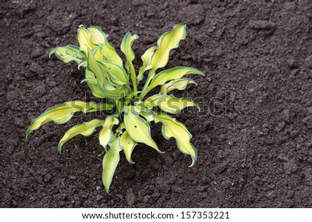 Young plant Hosta 