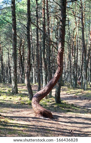 Russia, Kaliningrad region, the Curonian spit, bent trees in natural anomaly \