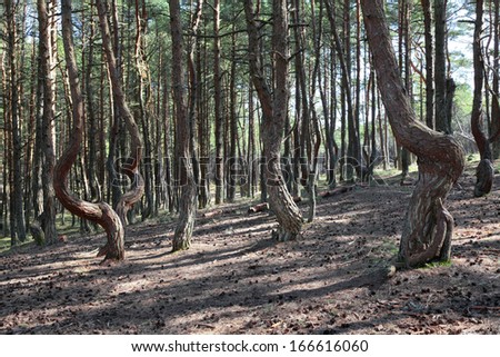 Russia, Kaliningrad region, the Curonian spit, bent trees in natural anomaly \
