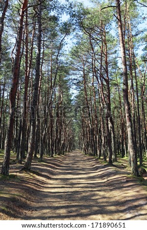 Russia, Kaliningrad region, the Curonian spit, a guided tour of the anomalous zone \