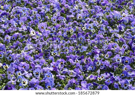 Purple flowers of Pansy (Viola tricolor subsp. hortensis), floral background