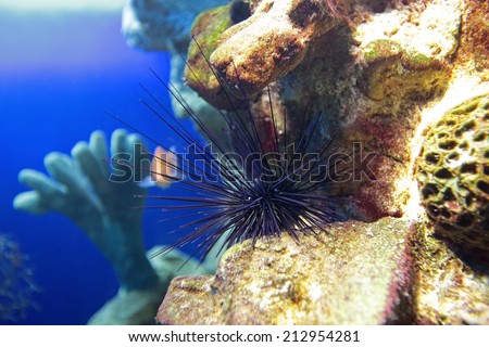 Marine animal Diadema setosum, underwater photography