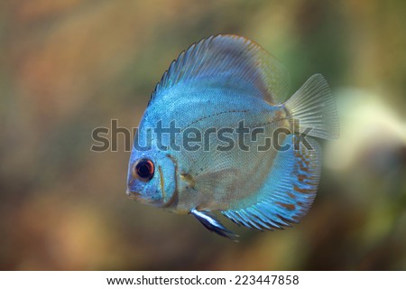 Rriver fish (species Super Blue Angel), underwater photography