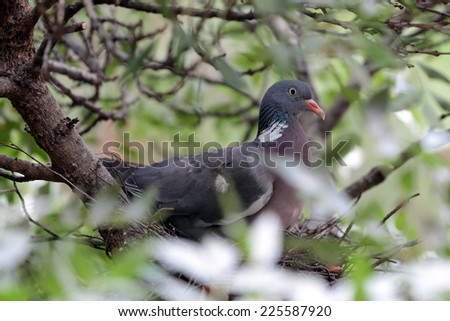 Common wood pigeon (Columba palumbus) in a nest on the tree