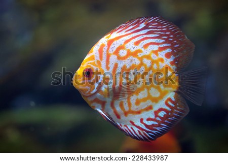 Rriver fish (species Red Spotted Golden), underwater photography