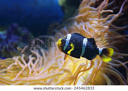 Amphiprion polymnus fish (black and white form), underwater photography