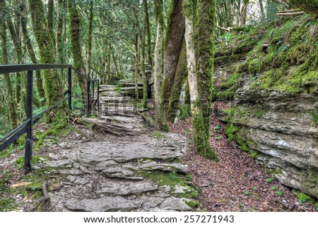 The Maze - tectonic fault formed 20 million years ago, popular mountain tourist route in Yew-tree grove in Caucasian biosphere reserve, Khosta district of Sochi, Krasnodar Krai of Russia