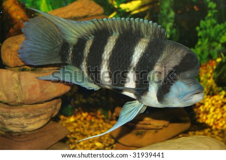 Tanganyika+cichlids+for+sale