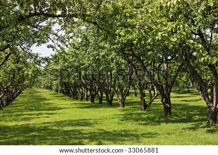 The big apple garden with large old trees and a green grass, a years sunny day