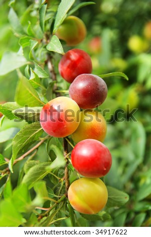 Yellow and red ripening plums on branches of a garden tree