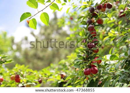 Red ripening plums on branches of a garden tree