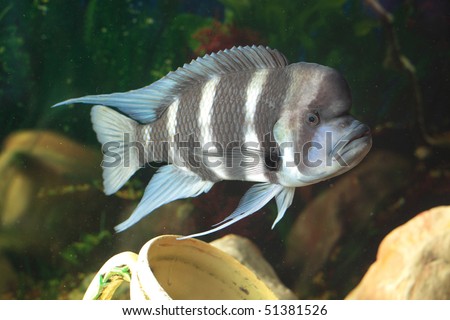 Lake+tanganyika+cichlids+for+sale