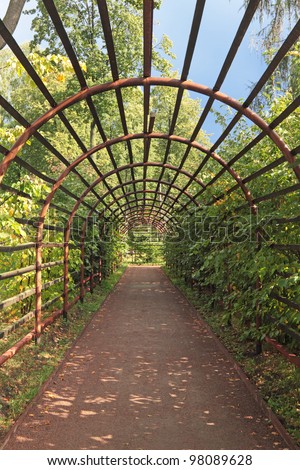 Pergola, covered plants in the summer the park