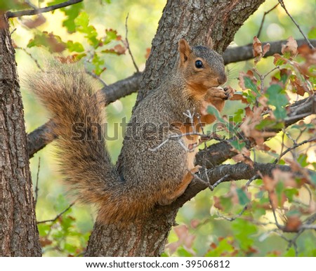 Sciurus niger, a tree squirrel of north america, in the autumn light