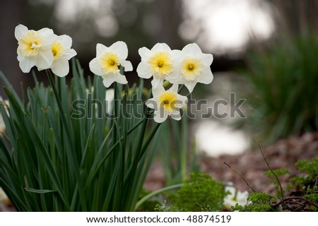 daffodils, a sign of spring