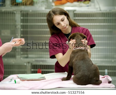 veterinary assistant prepares a vaccine shot
