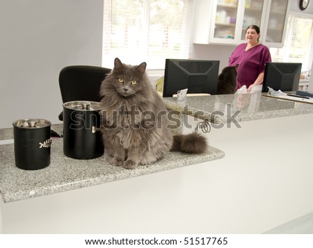 cats at the veterinarian\'s office