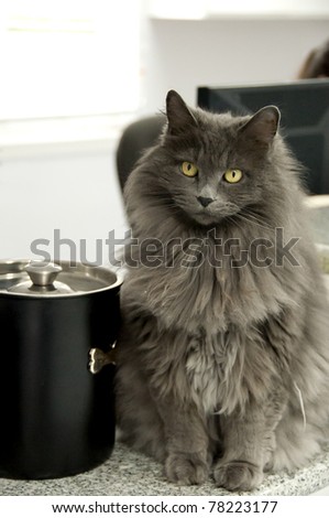 cat receptionist at a veterinary practice