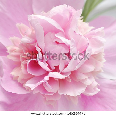 Abstract pink peony flower background