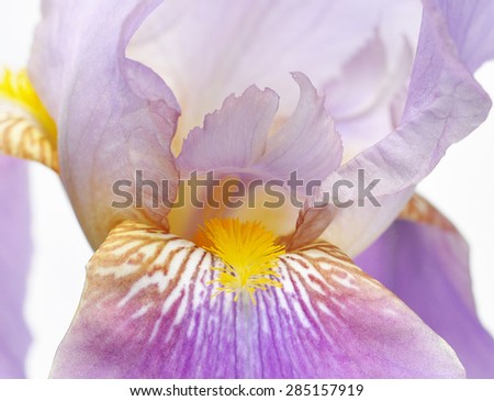 Colored Iris Flower. Backgrounds. Macro. Emblem of France.