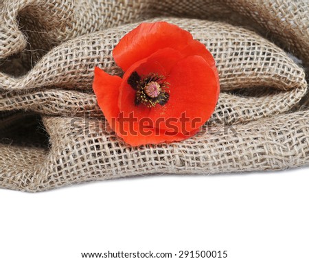 Red Poppy on a burlap material with a soft focus. Macro on white background with copy space.
