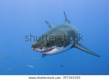 Great white shark very close head-on in clear blue water.